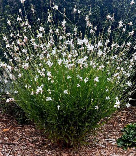 Gaura lindheimeri